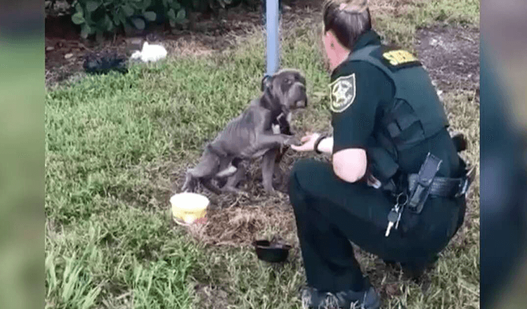 Hund an Stange gefesselt streckt Pfote nach Cop aus, der gekommen ist, um ihn zu retten