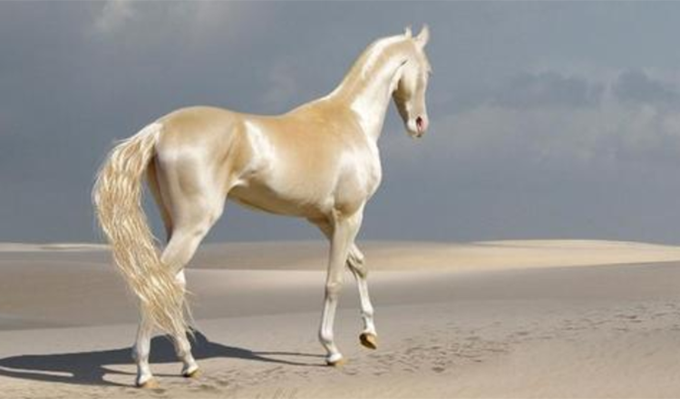 Lernen Sie das seltene Geschöpf kennen, das die Leute „das schönste Pferd der Welt“ nennen +7 Bilder