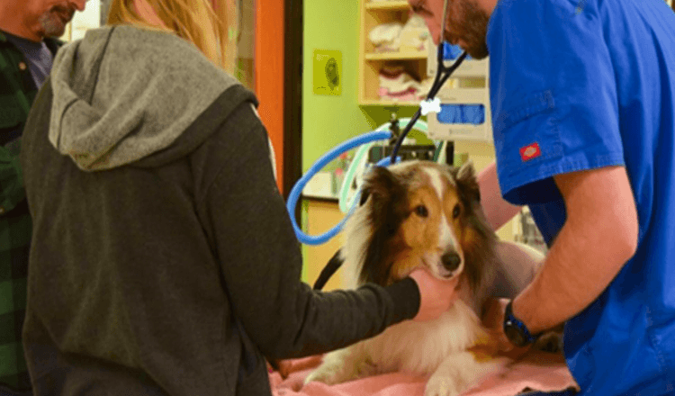 Gelähmter Hund wollte gerade eingeschläfert werden, bis der Tierarzt eine Zecke spürte