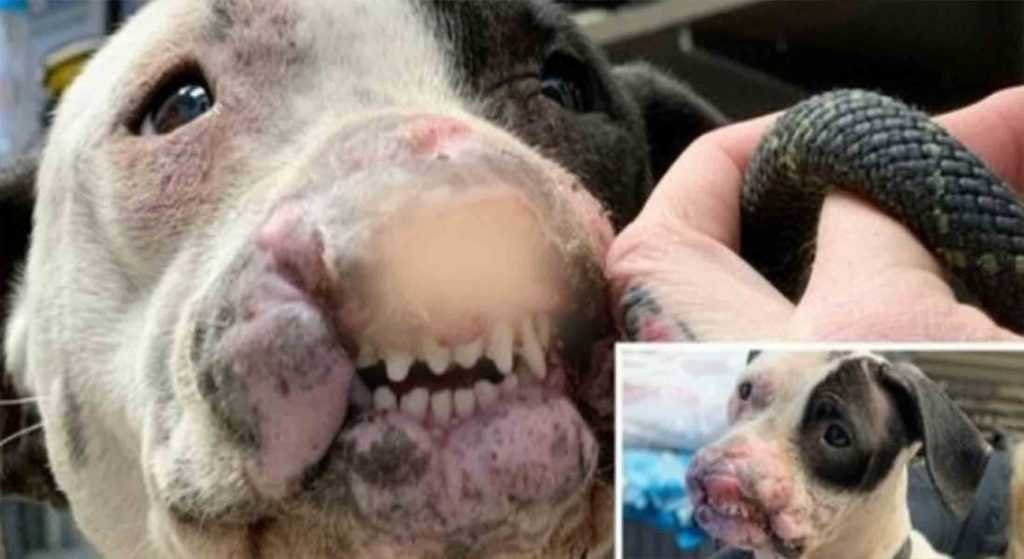 Freundlicher Hund mit verstümmeltem Gesicht und ohne Nüstern im örtlichen Park