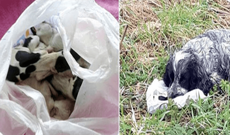 Hund an der Straße gefunden, der eine Plastiktüte mit ihren Welpen hält