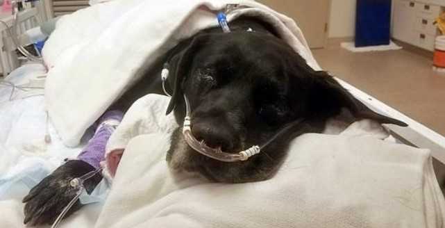 Mama Dog wurde wegen Komplikationen bei der Wehen ins Tierheim gebracht und verliert alle 21 ihrer Welpen