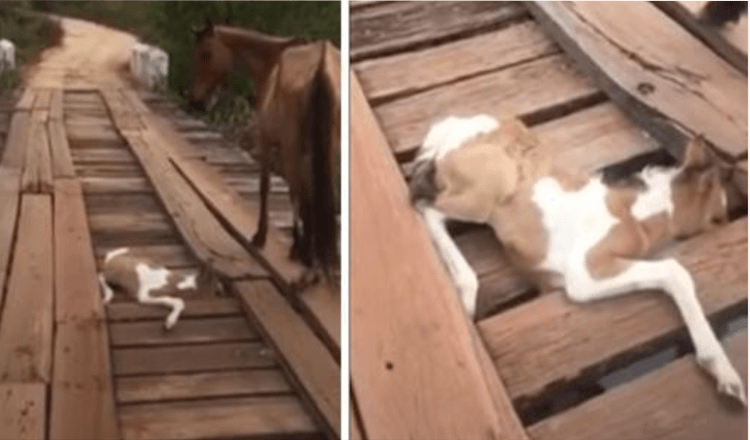 Mann entdeckt verzweifelte Mutter Pferd und sieht dann kleines Fohlen, das neben ihr in der Brücke gefangen ist