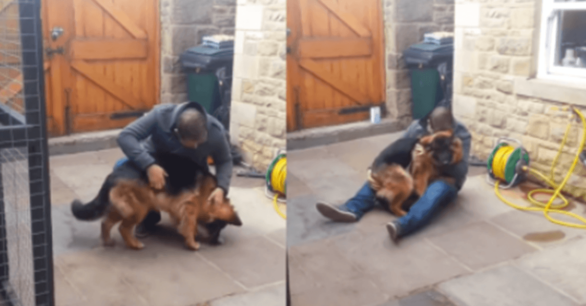 Deutscher Schäferhund schreit auf und fällt nach Monaten in die Arme seines Besitzers