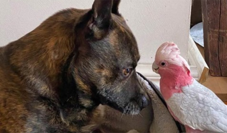 Hund findet verletzten Papagei und jetzt sind sie unzertrennlich