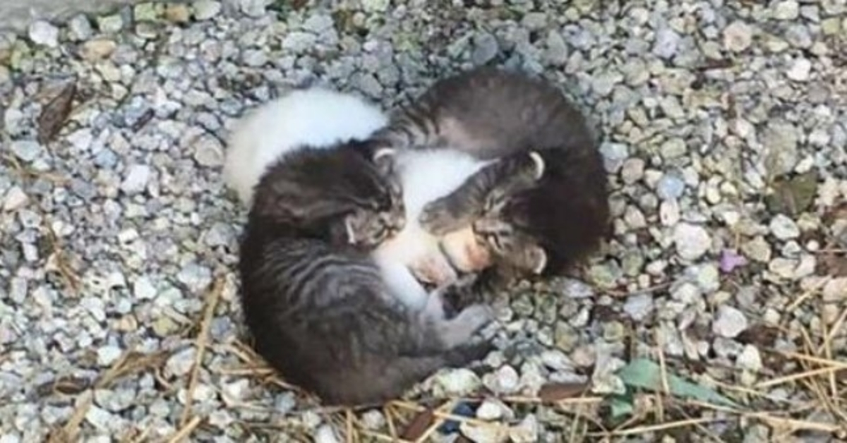 Zwei kleine Kätzchen mussten sich um eine kranke Schwester kümmern, doch dann lernten sie eine echte Mutter kennen