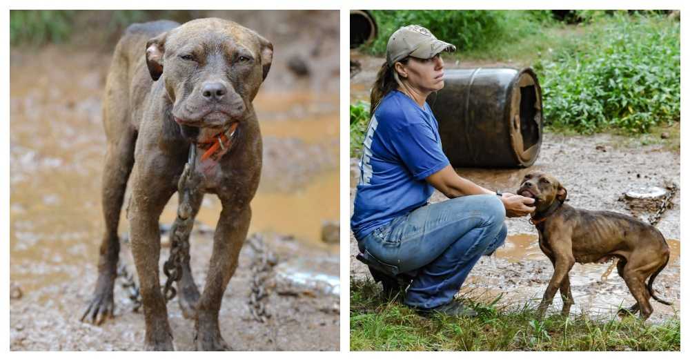 Unterernährter Hund, der aus Luftkampfring gerettet wurde, erfährt zum ersten Mal Liebe