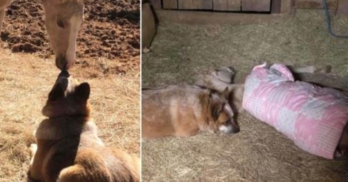 Er verlor seine Mutter im Alter von 9 Tagen und findet einen Rettungshund, der ihn nicht alleine schlafen lässt