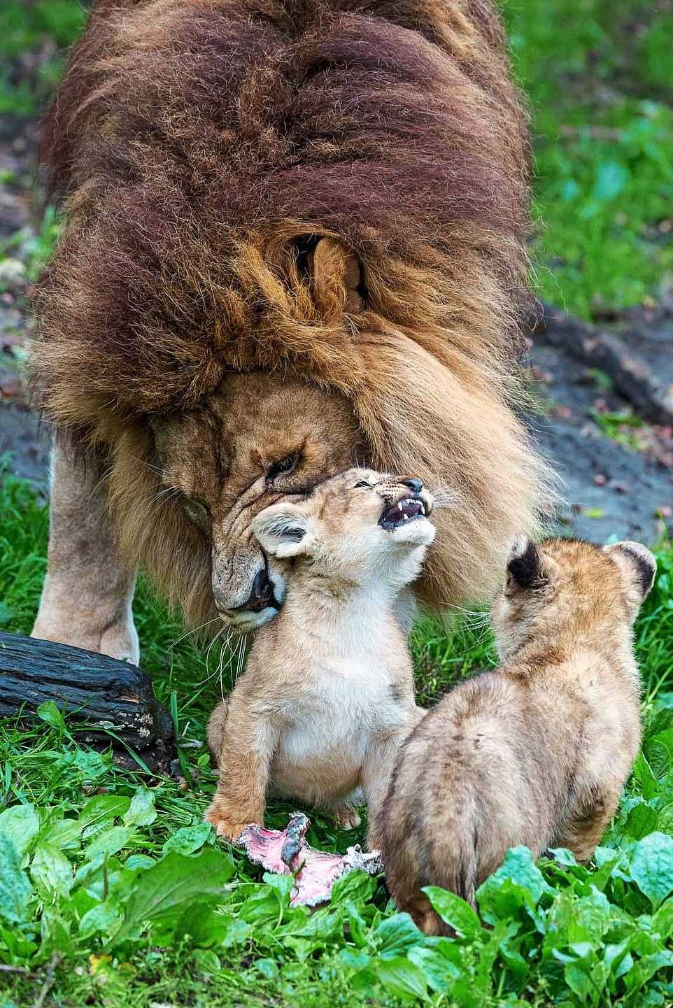 Der Löwenvater kämpft darum, sich um 5 widerspenstige Jungen zu kümmern, während sich ihre Mutter davon erholt, von einer anderen Löwin angegriffen zu werden