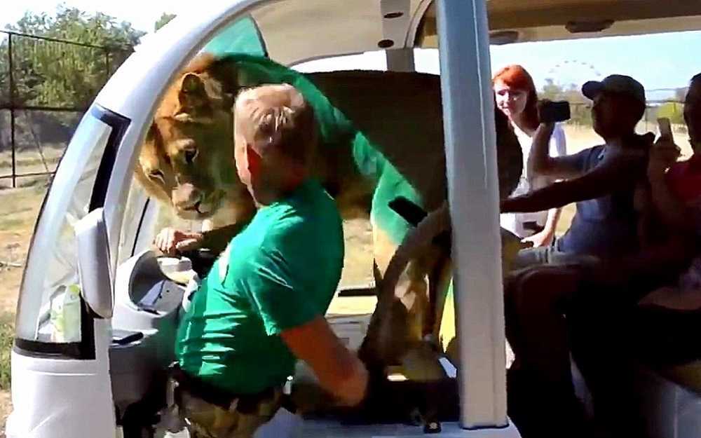 Wilder Löwe springt in ein offenes Safarifahrzeug und geht direkt auf das Gesicht einer Frau zu