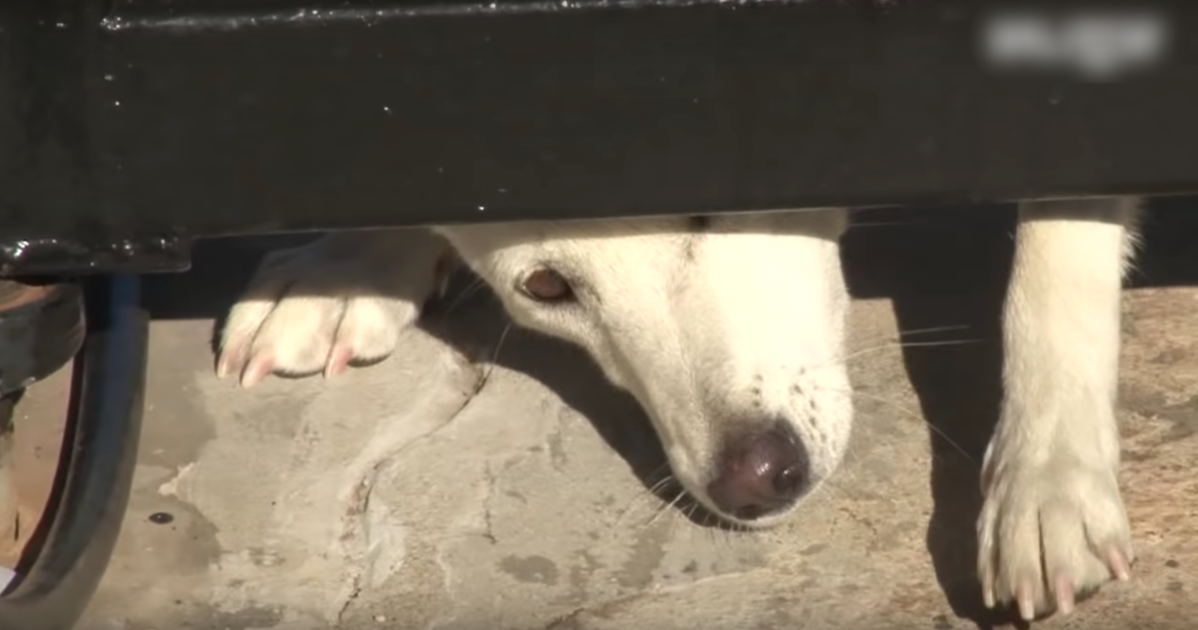 Ungeliebter Hund kriecht unter ihrem Tor und bittet um ein Zuhause, aber seine Frau gibt nicht nach