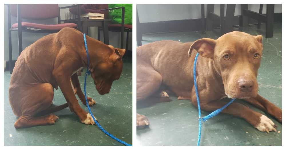 Tierheimhund im Todestrakt zittert vor Angst und hat zu viel Angst, um zu gehen