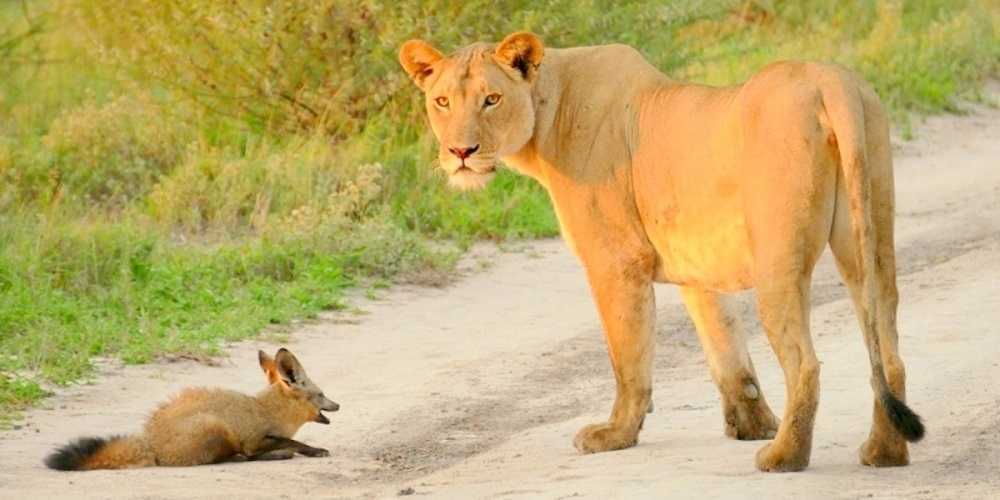Löwin adoptiert ein verletztes Fuchsbaby und rettet es davor, von einem hungrigen Löwen gefressen zu werden