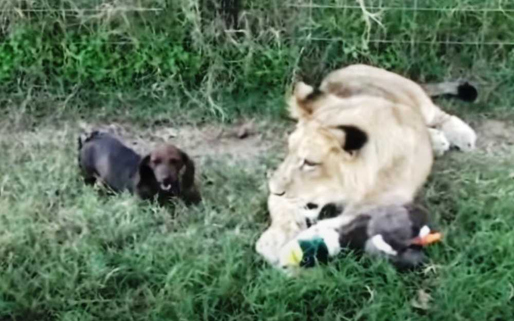 Zuschauer gerieten in Panik, als ein kleiner Wiener Hund einem riesigen 500 Pfund schweren Löwen zu nahe kam