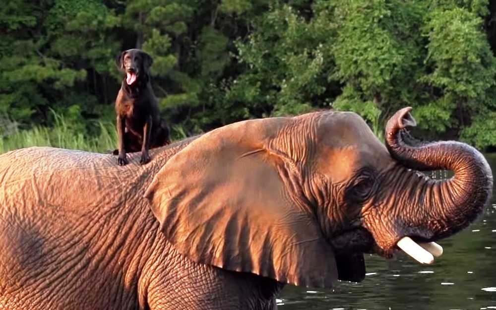 Verwaiste Elefantin hatte keinen einzigen Freund, dann kletterte ein Hund auf ihren Kopf