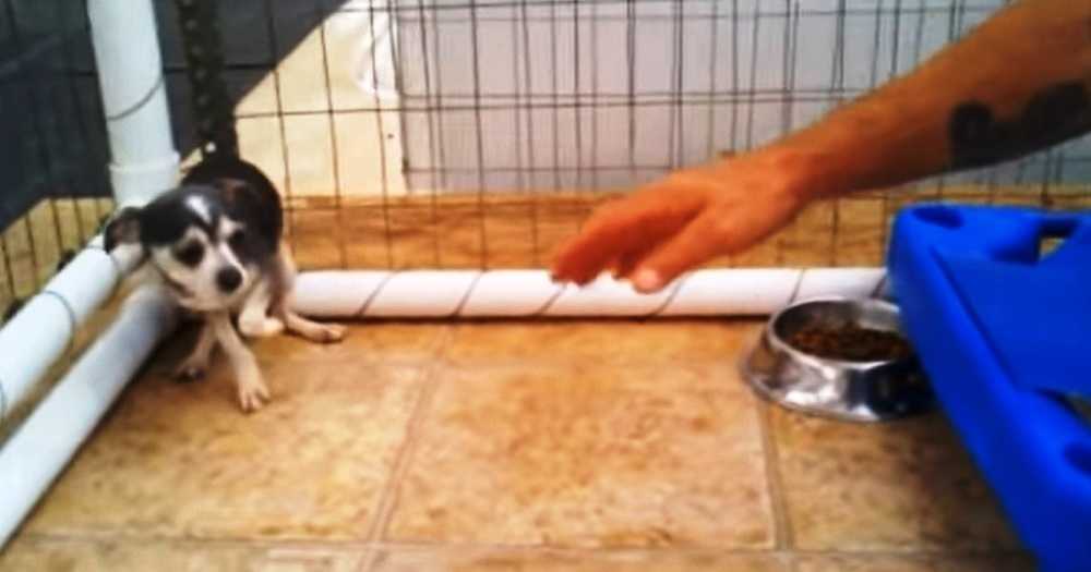 Kleiner Hund, der in Welpenmühle wegen Babys missbraucht wird, kauert in einer Ecke, als sich ein Mann nähert