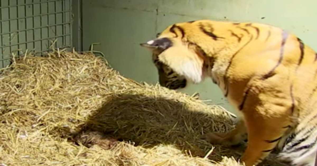 Betreuer fassungslos, nachdem der mütterliche Instinkt der Tigerin einsetzt, um ihre nicht reagierenden Zwillingsjungen zu retten