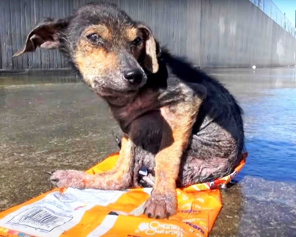 Gefangengenommen von einem seelenlosen Mann, der ihm das Bein abschneidet, bittet ein verängstigter Hund darum, gerettet zu werden