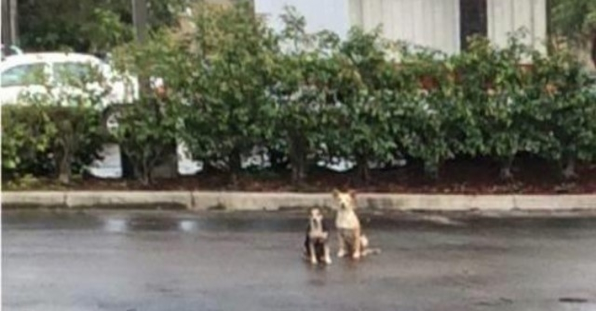 Hunde verbringen Wochen auf dem Parkplatz und weigern sich, sich von der Stelle zu entfernen, an der sie ausgesetzt wurden
