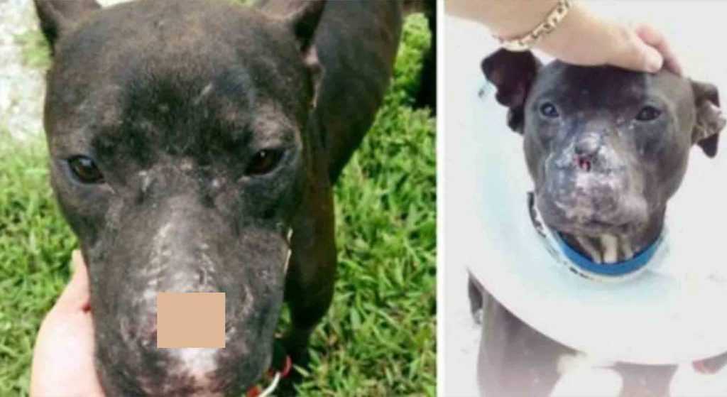 Dieser Hund kannte nichts als Grausamkeit, bis fürsorgliche Menschen ihm eine zweite Chance gaben