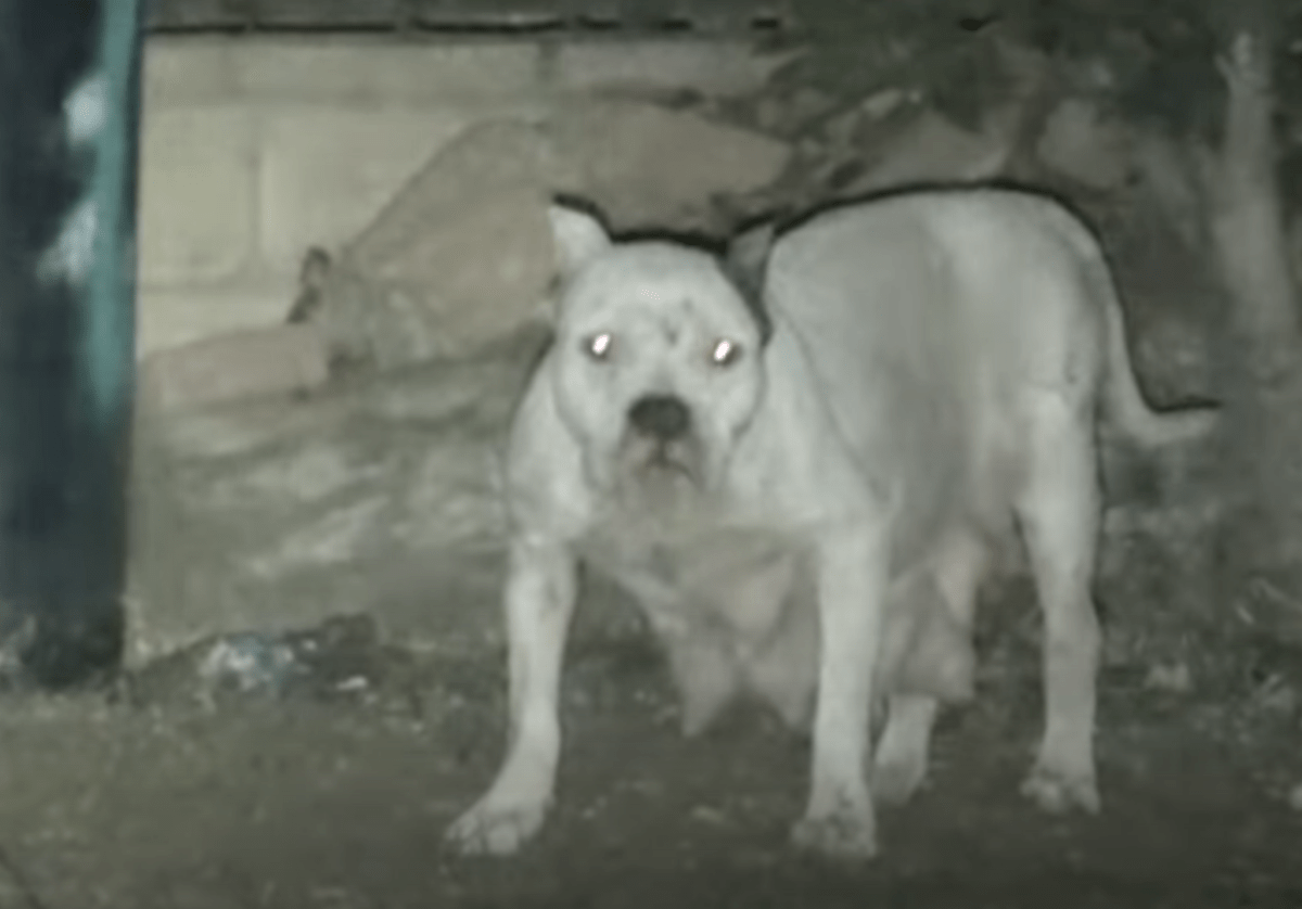 Hund weigerte sich, gerettet zu werden, weil er befürchtete, dass ihre Welpen in Gefahr seien, aber 1 Mann trat vor