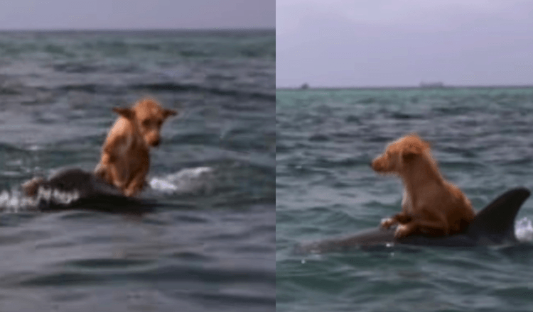 Hund fällt in Kanal und kämpft um sein Leben, bis ihn eine Gruppe Delfine mit unglaublicher Anstrengung rettet