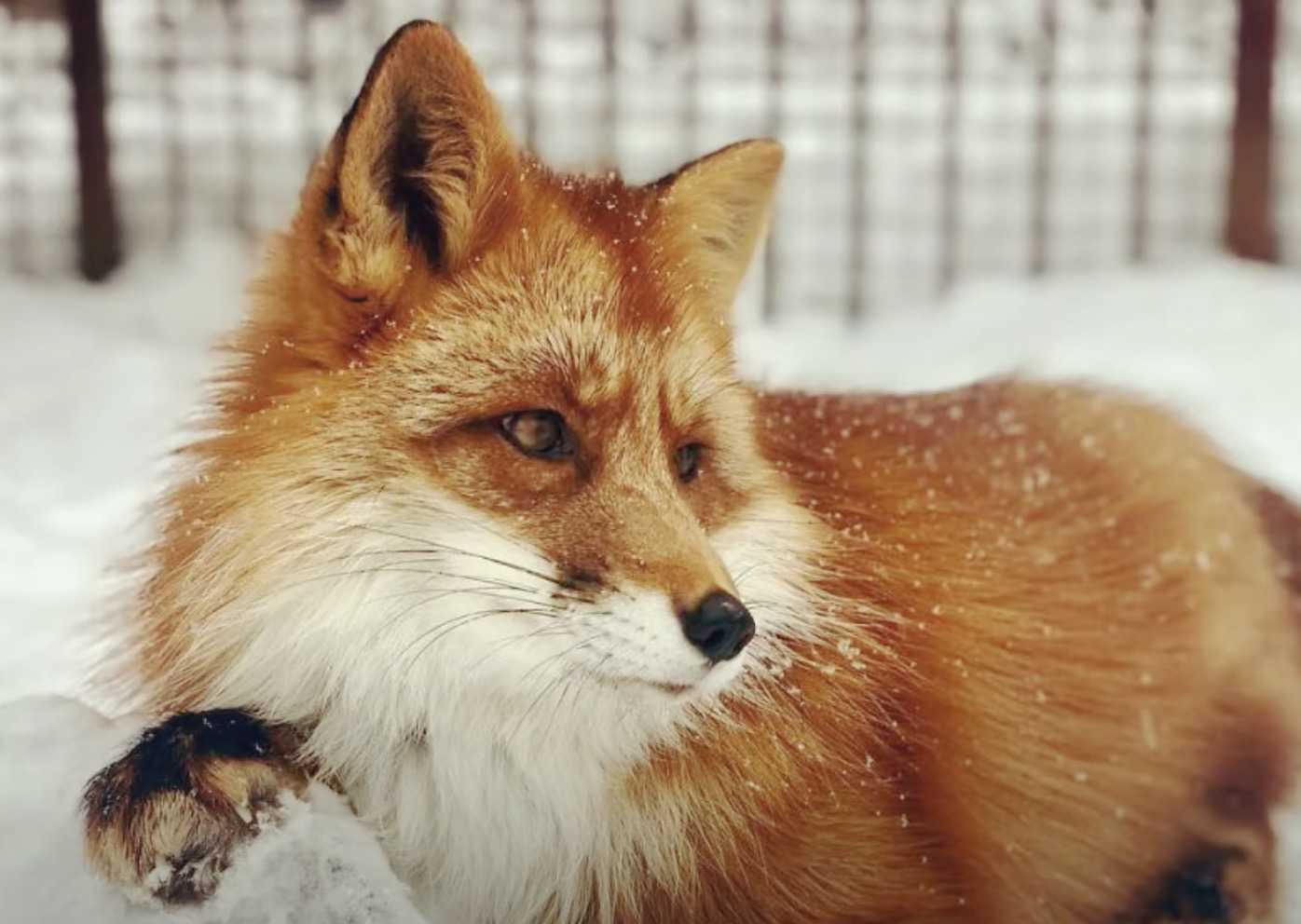 Mann rettet einen sterbenden Fuchs, später wurden sie beste Freunde (+15 Bilder)