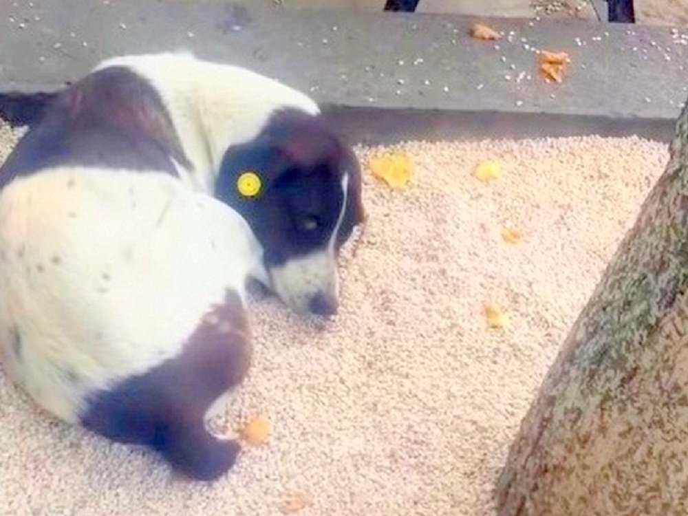 Papa findet nach 3 Jahren einen vermissten Hund auf der Straße und hatte das süßeste Wiedersehen