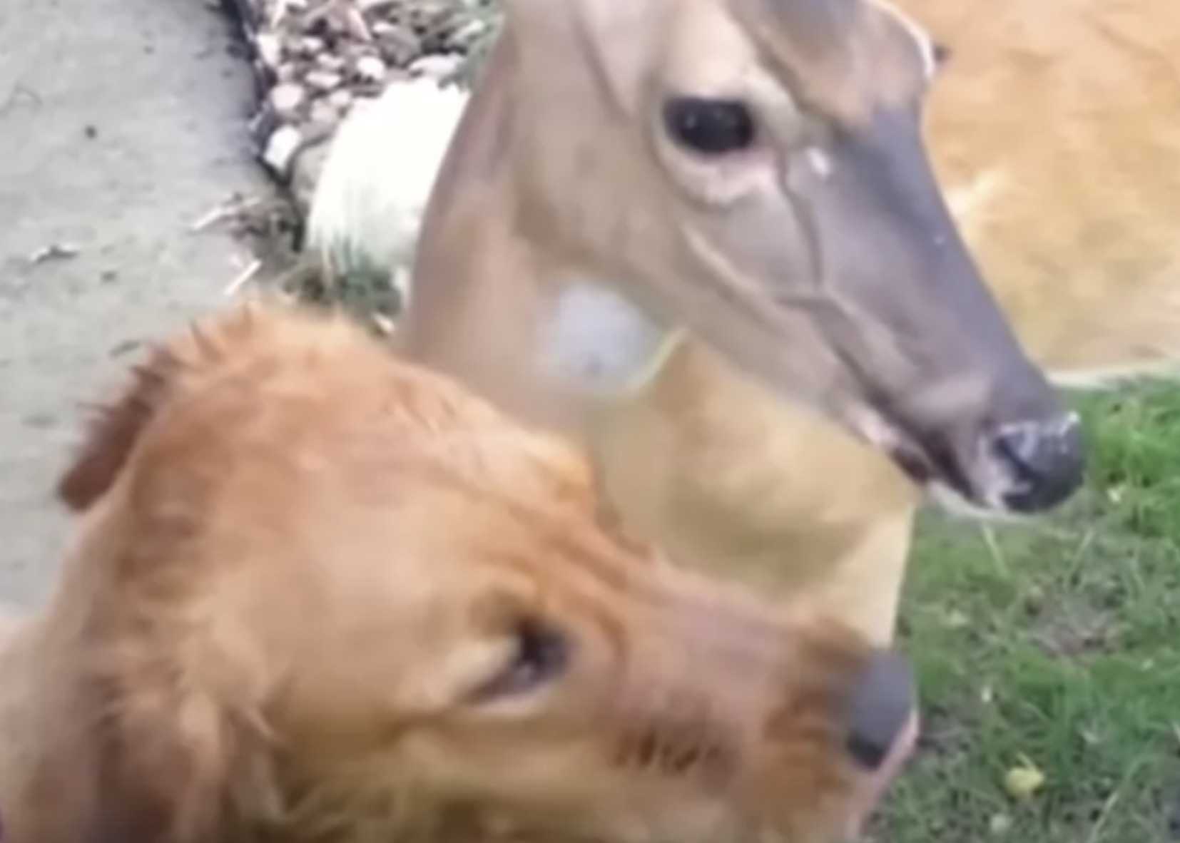 Mama Deer „klopft“ an die Tür, um ihrer besten Freundin ihre neuen Babys zu zeigen