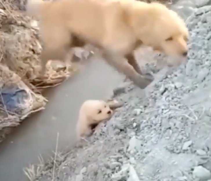 Mama Dog rettet ihren Welpen davor, in einen Graben zu fallen. Sie handelte furchtlos, um ihm zu helfen