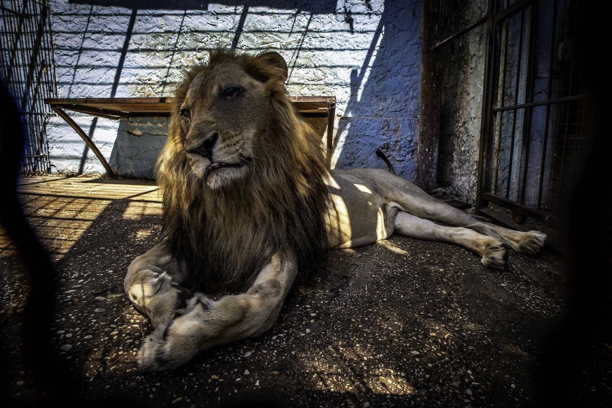 Löwe Bob lebte im schlimmsten Zoo der Welt und wurde gerettet. Jetzt hat er Futter und sie lieben ihn