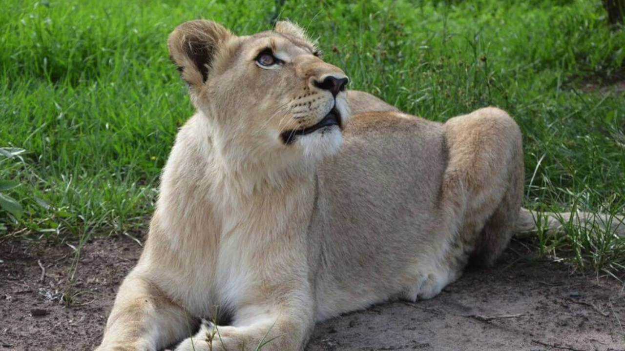 Unglaubliches Video einer Löwin, die sich auf ihren Retter stürzt, als sie nach sieben Jahren wieder mit ihm zusammenkommt