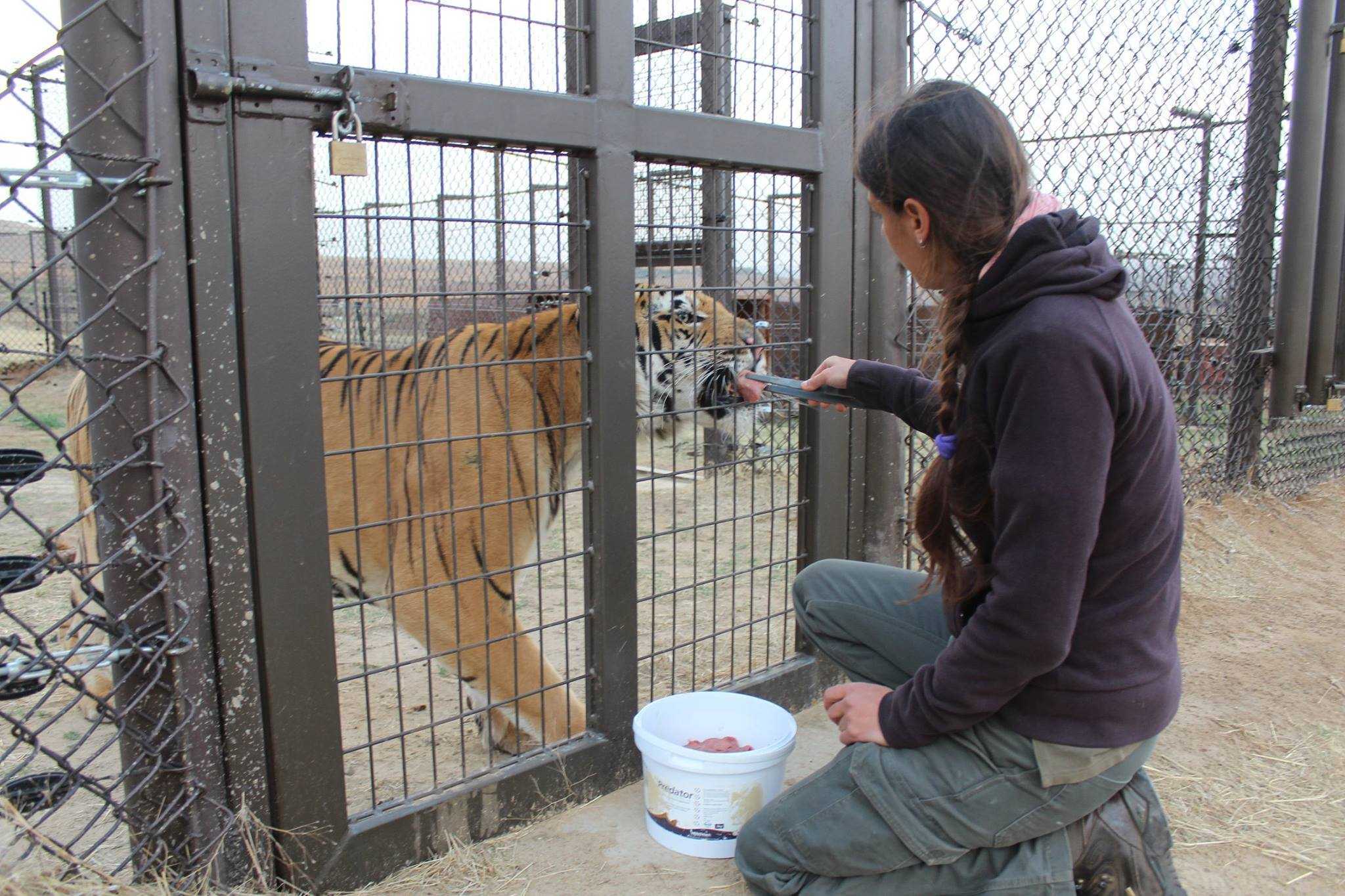 Tiger aus dem „schlimmsten Zoo der Welt“ gerettet – jetzt weiß er, wie sich Freiheit anfühlt