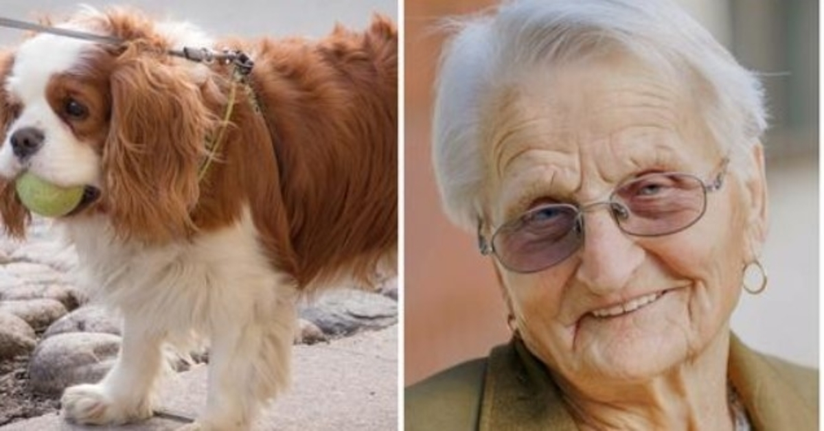 Der winzige Spaniel einer 93-jährigen Frau wird seit 2 Tagen vermisst, also ruft sie unter Tränen die Polizei an