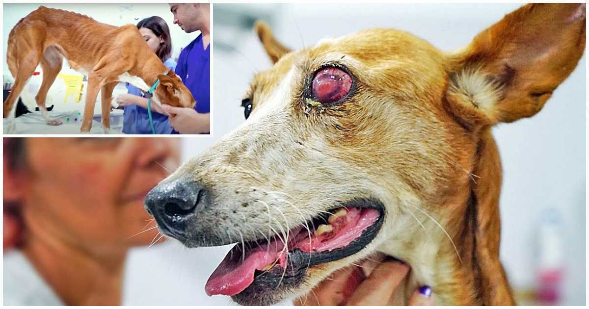 Geschlagener Jagdhund gab sein Leben auf, nachdem sein Besitzer sie für „nutzlos“ hielt und sie fallen ließ