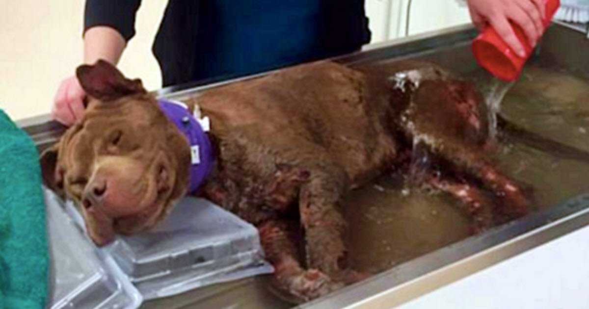 Verletzter Welpe bekommt sein erstes warmes Bad, nachdem er aus Hundekämpfen gerettet wurde