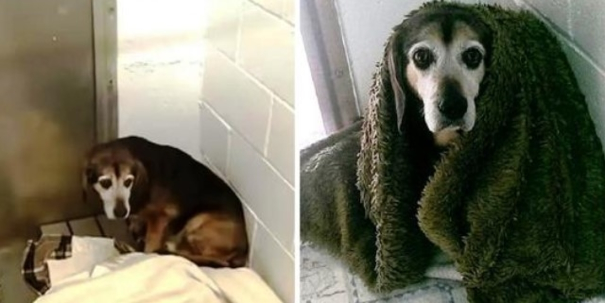Nach 764 Tagen fragt er sich, ob der vermisste ältere Hund ihn wieder erkennen wird