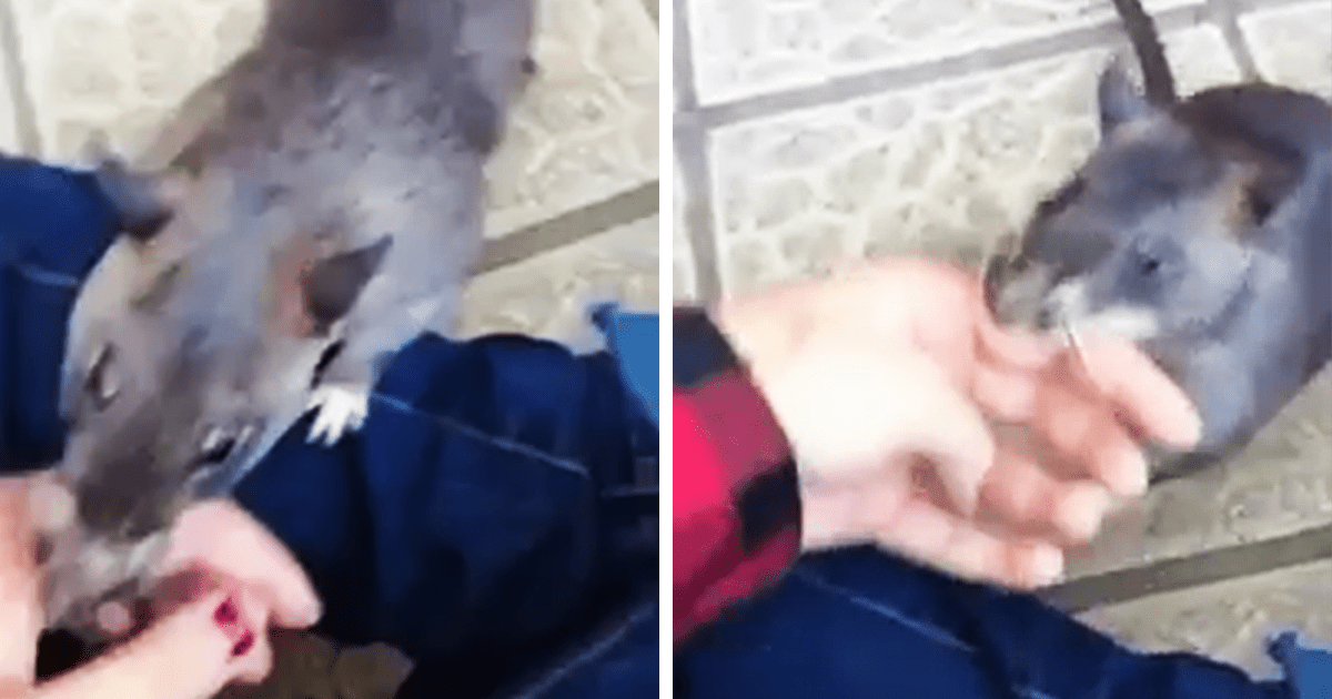 Riesige Rattenmutter zieht Menschen an der Hand, um ihre neuen Babys zu zeigen