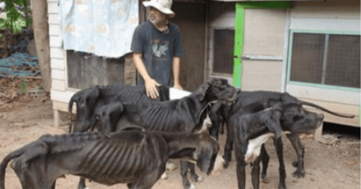 König von Thailand adoptiert 13 ausgehungerte Deutsche Doggen, die auf einer Zuchtfarm dem Tode nahe aufgefunden wurden