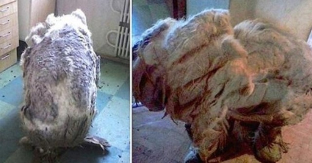 Sie fanden einen Hund allein in der Küche und waren „erleichtert“, nachdem vier Müllsäcke voller Fell abrasiert worden waren