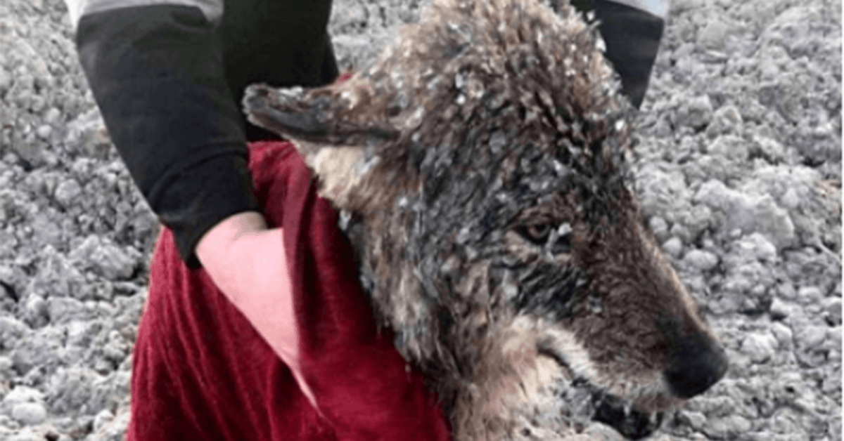 Männer retten Wolf, den sie für einen Hund hielten, vor dem Ertrinken im eiskalten Wasser