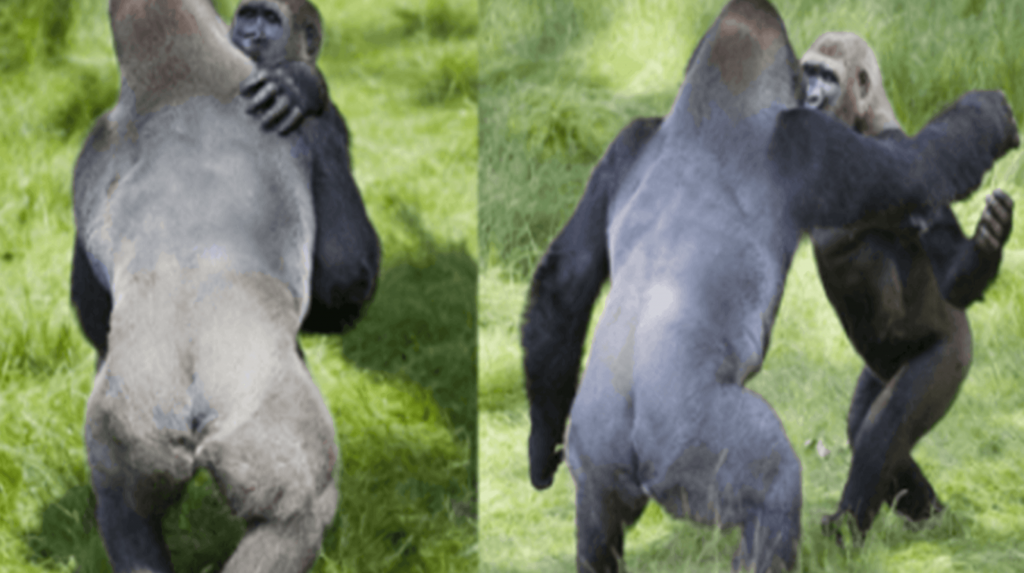 Berührender Moment der Wiedervereinigung zweier sich umarmender Gorillas nach dreijähriger Trennung