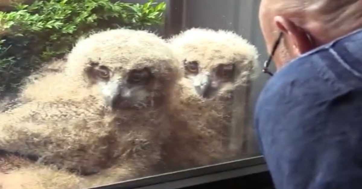 Die größte Eule der Welt bringt Riesenbabys vor dem Fenster des Menschen zur Welt und jetzt schauen sie mit ihm fern