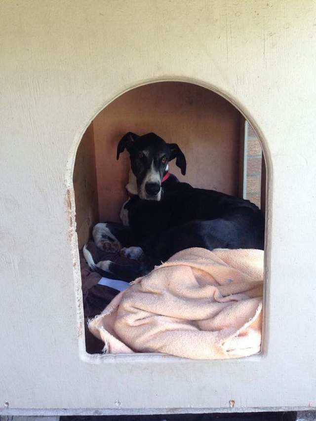 Retter schreibt einen herzlichen Brief an die Besitzer der Deutschen Dogge, die sie im Busch ausgesetzt hatten