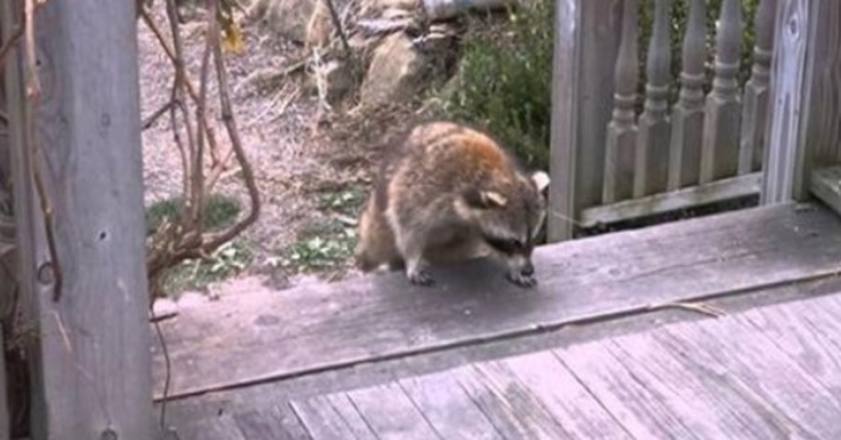 Frau gibt blindem Waschbären Futter und bricht dann Rekorde, als er seine beiden winzigen „Leibwächter“ mitbringt