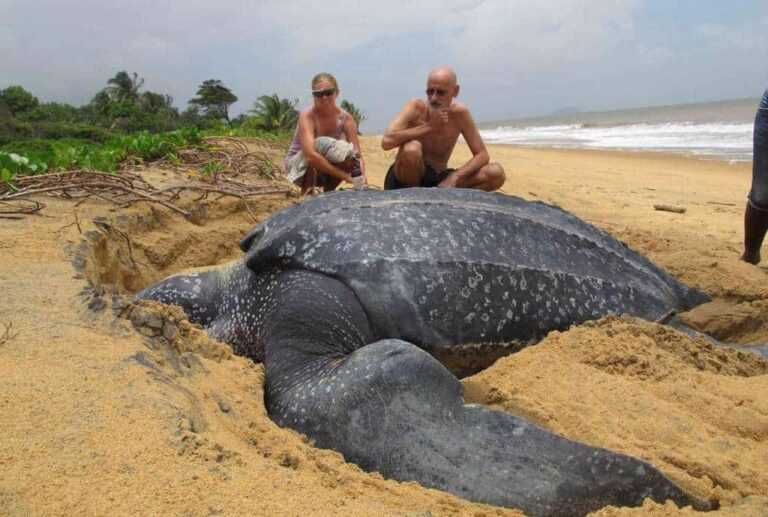 Die größte Meeresschildkröte der Welt taucht aus dem Meer auf und ist faszinierend