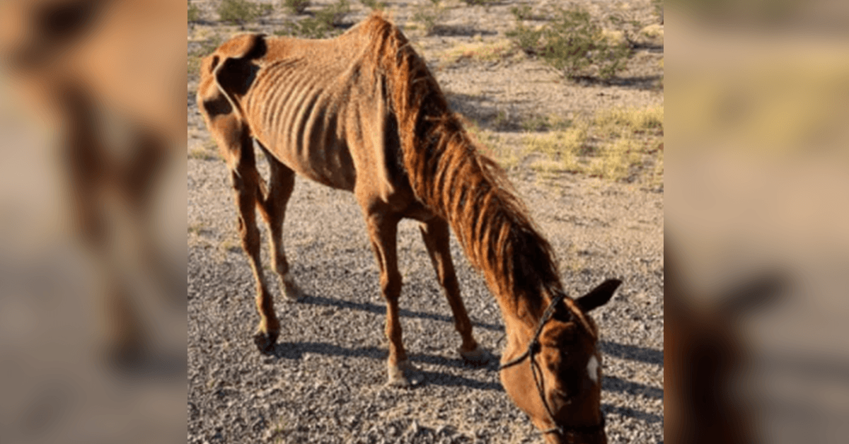 Ausgemergeltes Rennpferd, das in der Wüste ausgesetzt wurde und von einer Tierrettungsgruppe in Arizona gerettet wurde