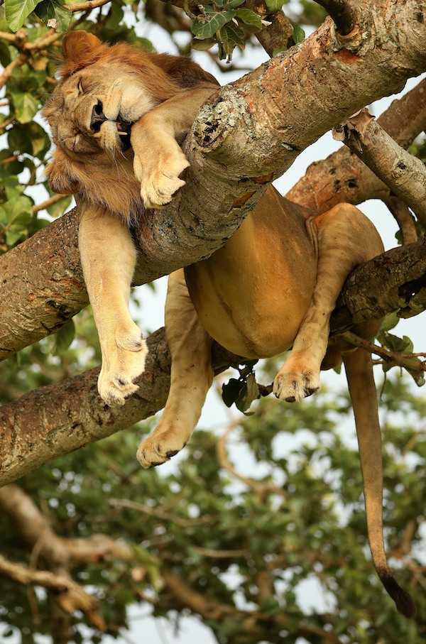 Komödiantische Tierfotografien bringen Zuschauer auf der ganzen Welt zum Lachen