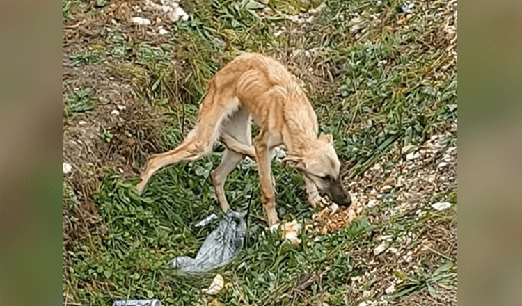 Er hat einen verängstigten Hund gefunden, der Menschen überhaupt nicht vertraut und sehr traurig ist