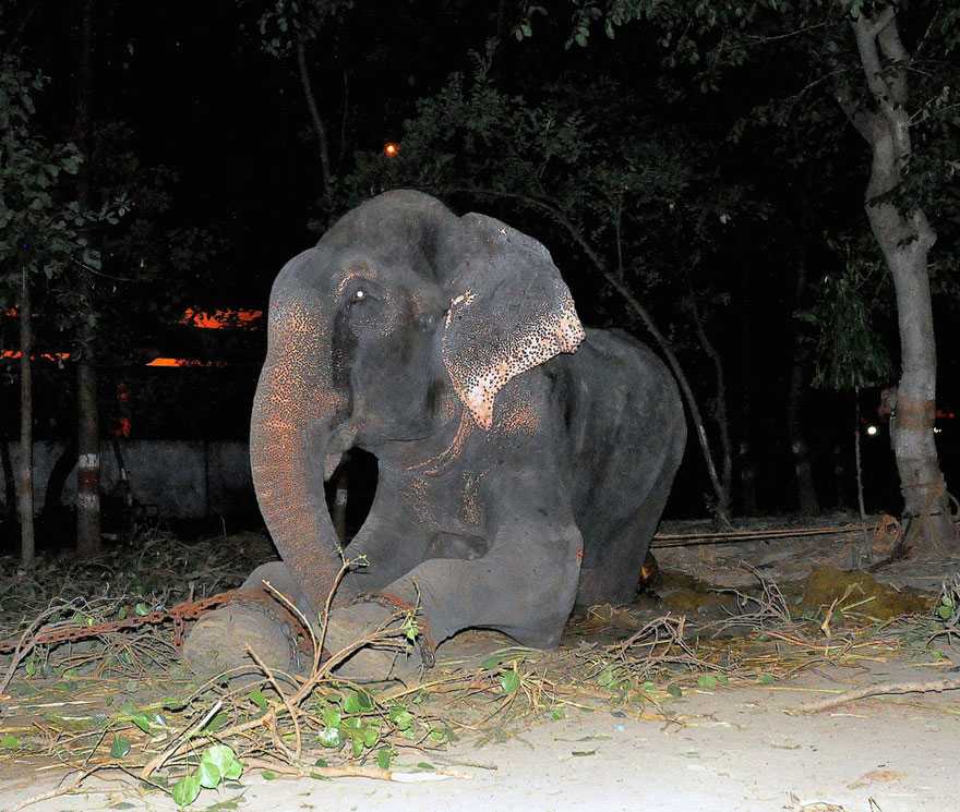 Elefant Raju weint, nachdem er aus 50 Jahren Leiden in Ketten gerettet wurde